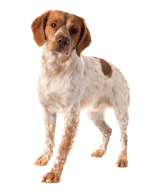 Spaniel bretón