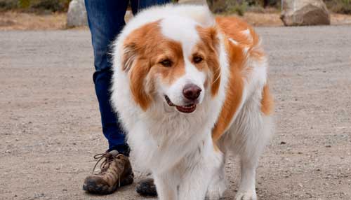Spaniel holandés temperamento