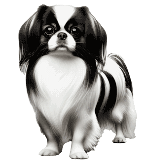 Spaniel japonés