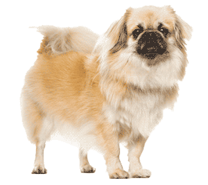 Spaniel tibetano
