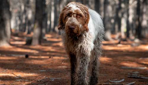 Spinone temperamento