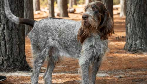 Spinone aspecto