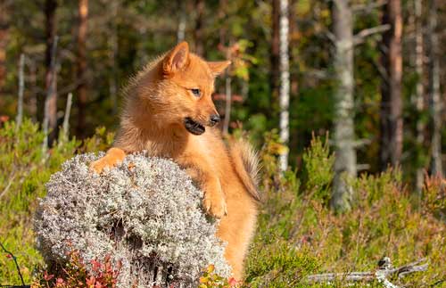 Spitz finlandés origen