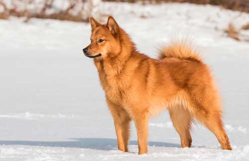 Spitz finlandés aspecto