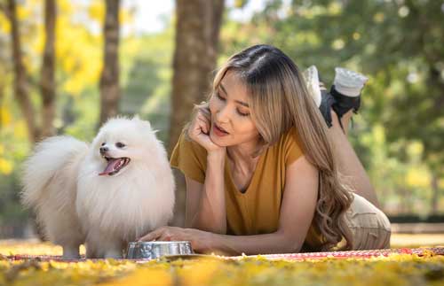 Spitz japonés actividades