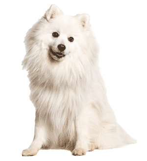 Spitz japonés