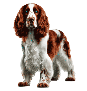 Springer spaniel galés