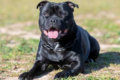 Físico del Staffordshire bull terrier