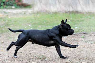 Cuidados del Staffordshire bull terrier