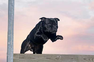 La salud del Staffordshire bull terrier