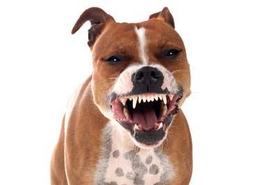 Temperamento del Staffordshire bull terrier