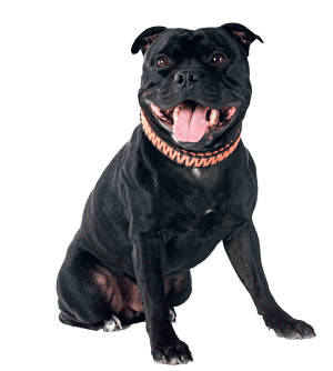 Staffordshire bull terrier