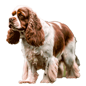 Sussex spaniel