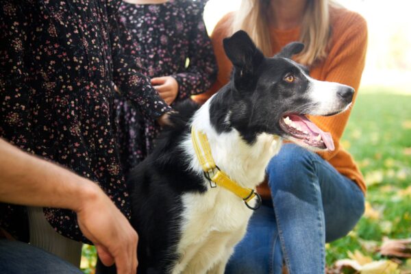 temperameto del Border Collie