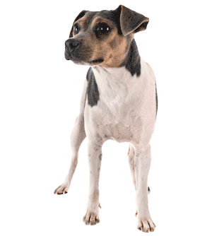 Terrier brasileño