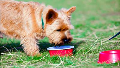Terrier de Norfolk cuidados