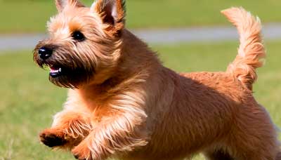 Terrier de Norfolk aspecto