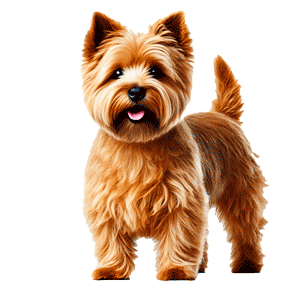 Terrier de Norfolk