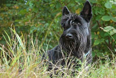 Terrier escocés aspecto