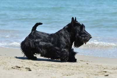 Terrier escocés cuidados