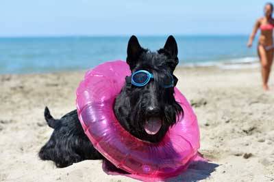 Terrier escocés en familia