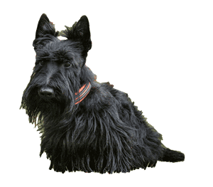 Terrier escocés