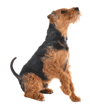Terrier galés
