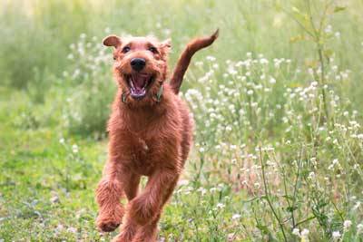 Terrier irlandés comportamiento
