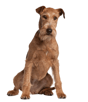 Terrier irlandés