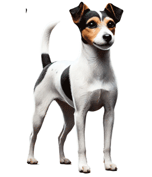Terrier japonés