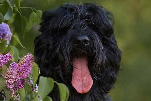 Terrier ruso negro apariencia