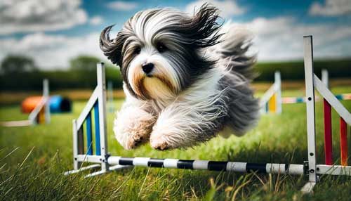 Terrier tibetano temperamento