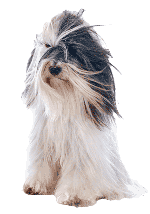 Terrier tibetano