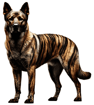 Tiger Brindle Shepherd