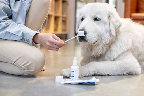 crema y cepillo para perro