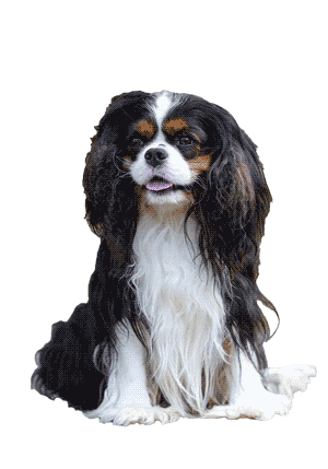 Toy spaniel inglés