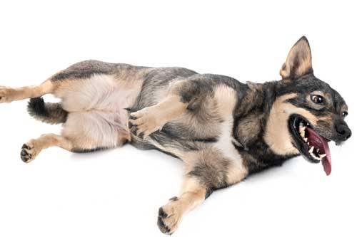 cuidado del Vallhund Sueco