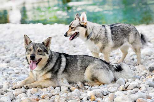 apariencia del Vallhund Sueco