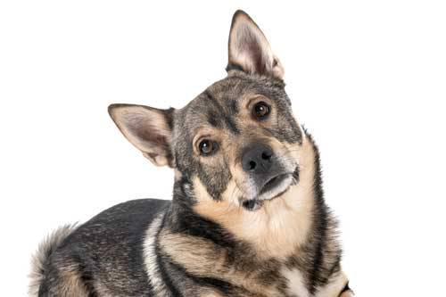 temperamento del Vallhund Sueco
