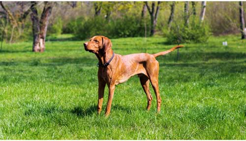 Vizsla aspecto