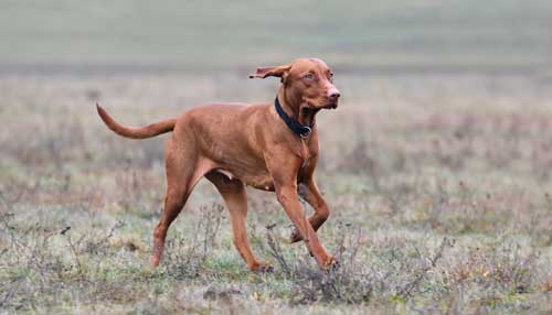 Vizsla origen