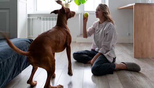 Vizsla cuidado
