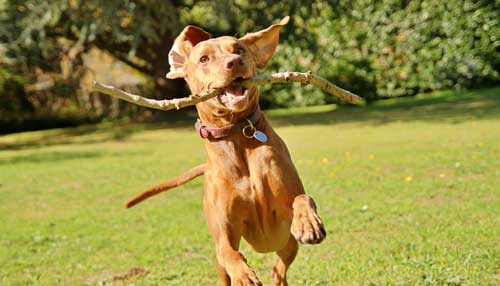Vizsla comportamiento