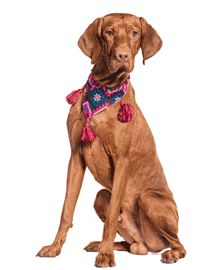 Vizsla