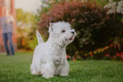 West Highland white terrier aspecto