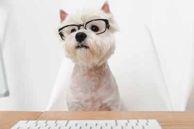 West Highland white terrier comportamiento