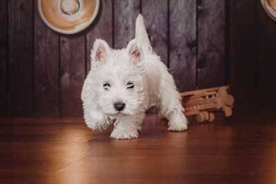 West Highland white terrier socialización