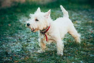 West Highland white terrier historia