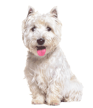 West Highland white terrier