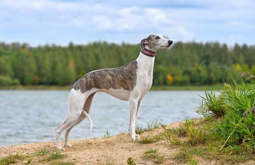 Whippet aspecto